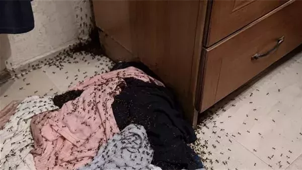 لمحة نيوز